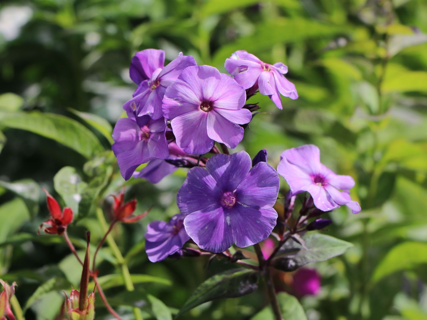Hohe Garten Flammenblume 'Jeff's Blue' für Deinen Garten!
