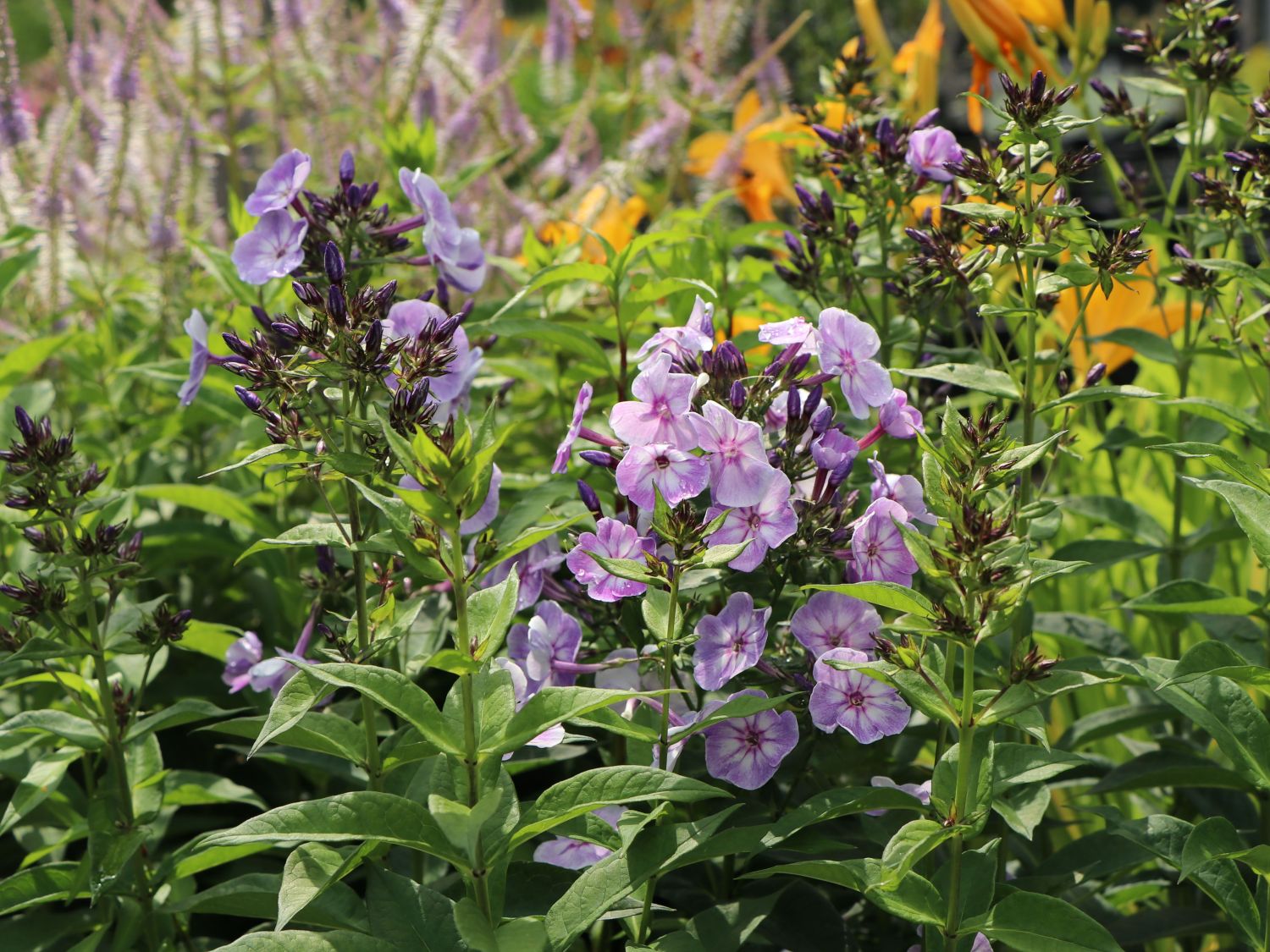 Hohe Garten Flammenblume 'Jeff's Blue' für Deinen Garten!