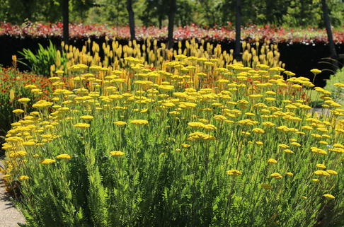 Hohe Gold-Garbe 'Cloth of Gold' - Achillea filipendulina 'Cloth of Gold'