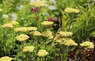 Hohe Gold-Garbe 'Credo'