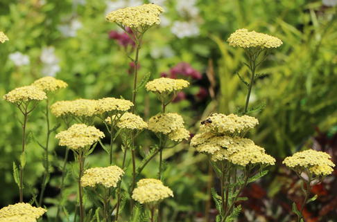 Hohe Gold-Garbe 'Credo' - Achillea filipendulina 'Credo'