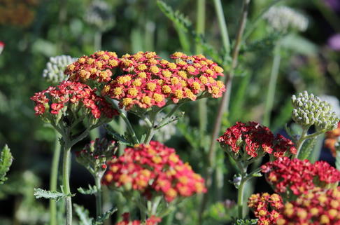Hohe Goldgarbe 'Feuerland' - Achillea filipendulina 'Feuerland'