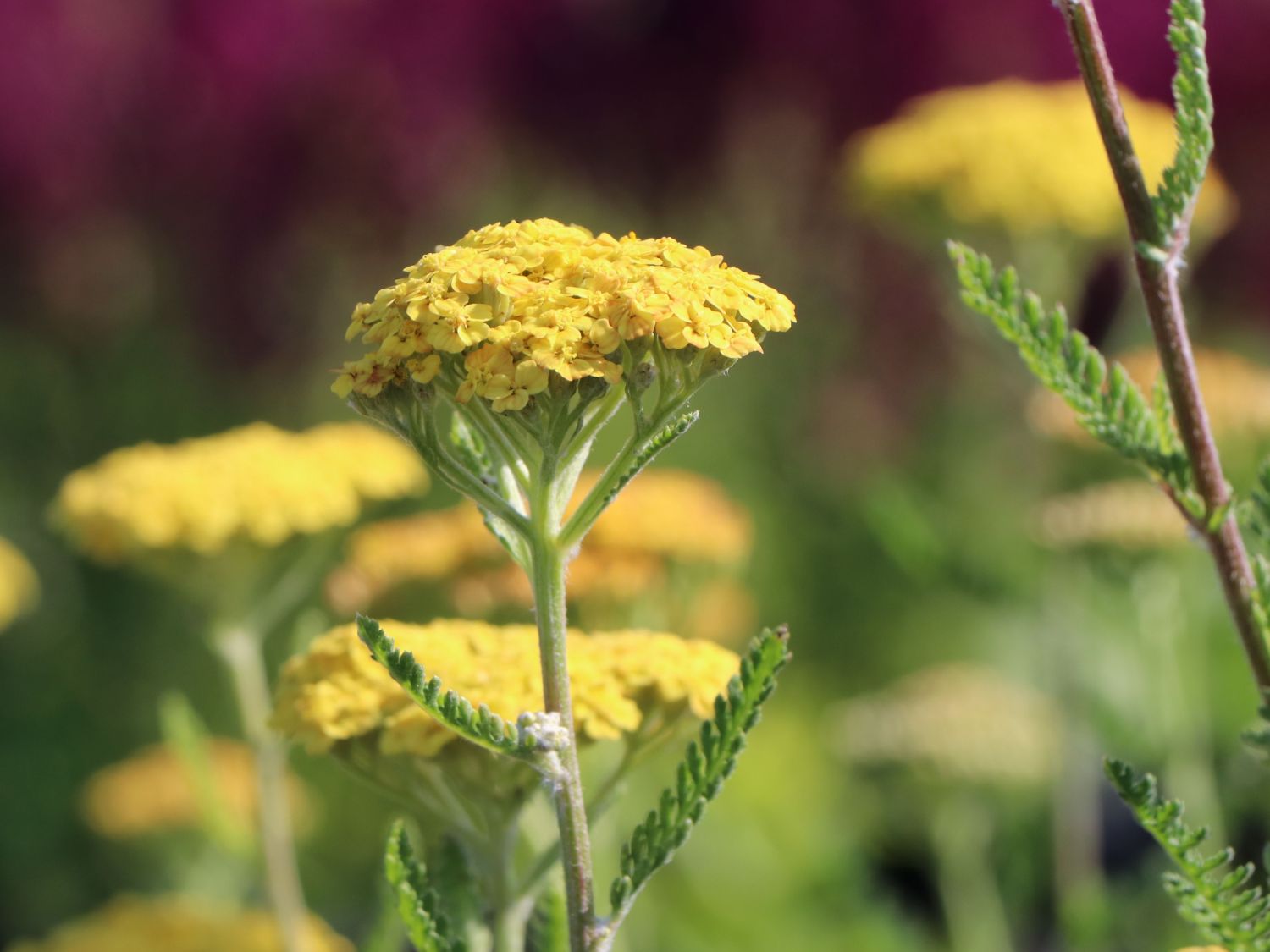 Hohe Goldgarbe 'Helios'