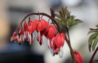 Hohe Herzblume / Tränendes Herz 'Valentine'