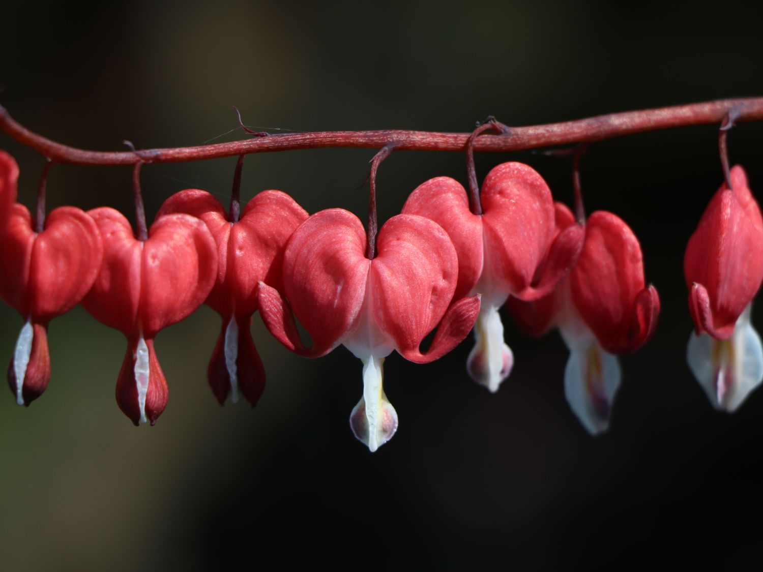 Herzblumen (Dicentra)