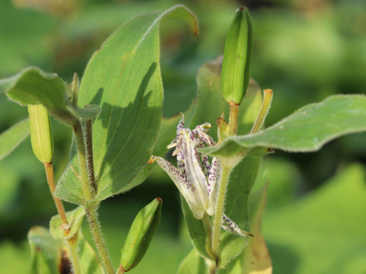 Hohe Krötenlilie - Tricyrtis macropoda