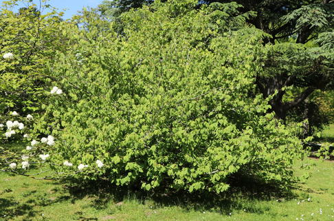 Hohe Scheinhasel - Corylopsis spicata