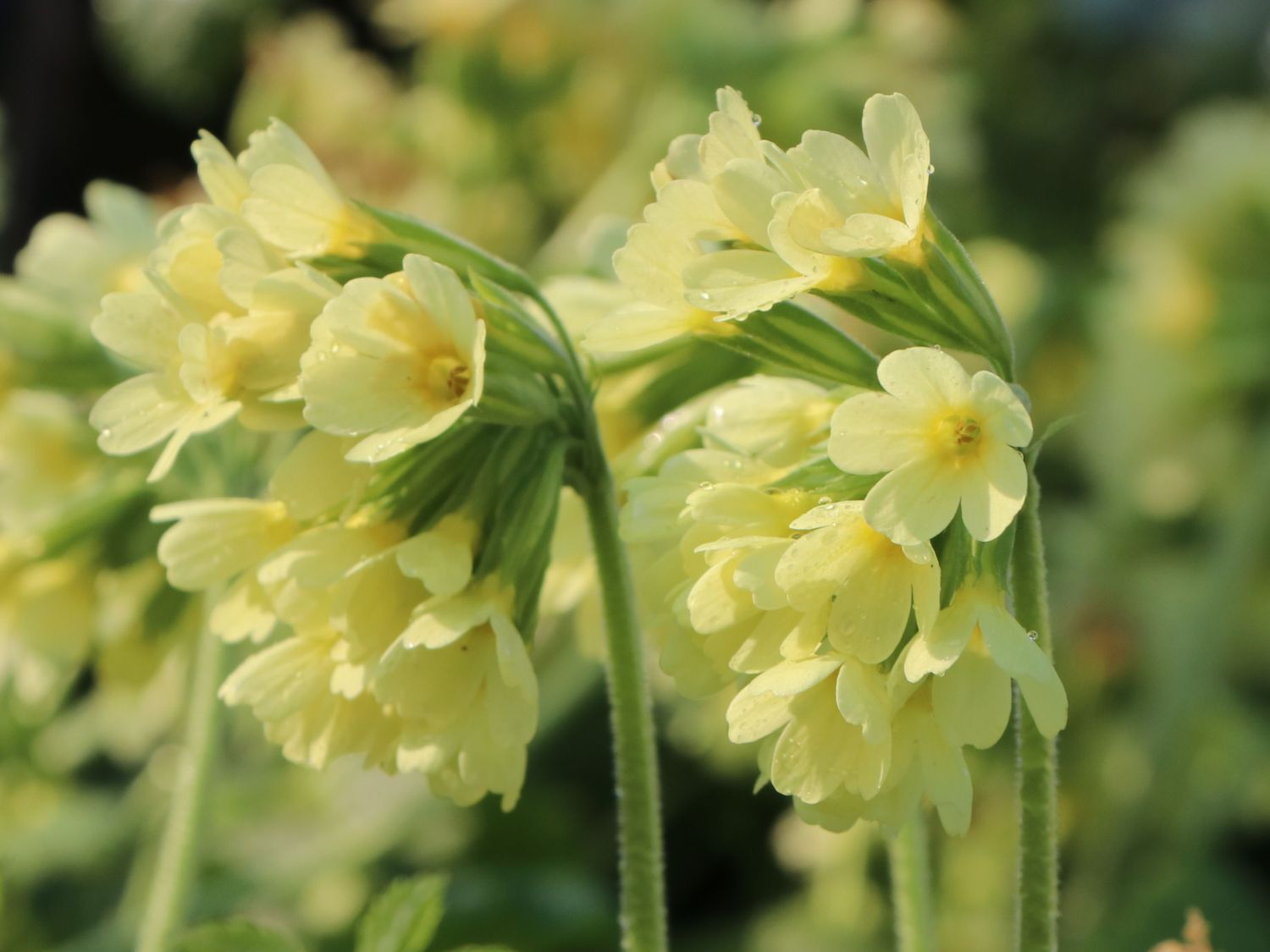 Hohe Schlüsselblume
