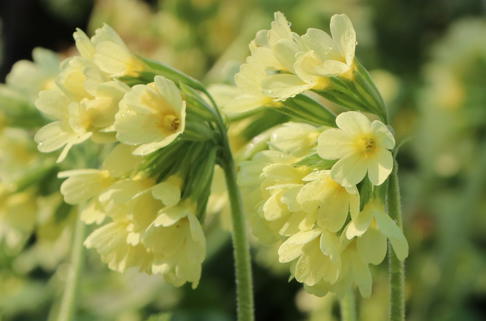 Hohe Schlüsselblume - Primula elatior subsp. elatior