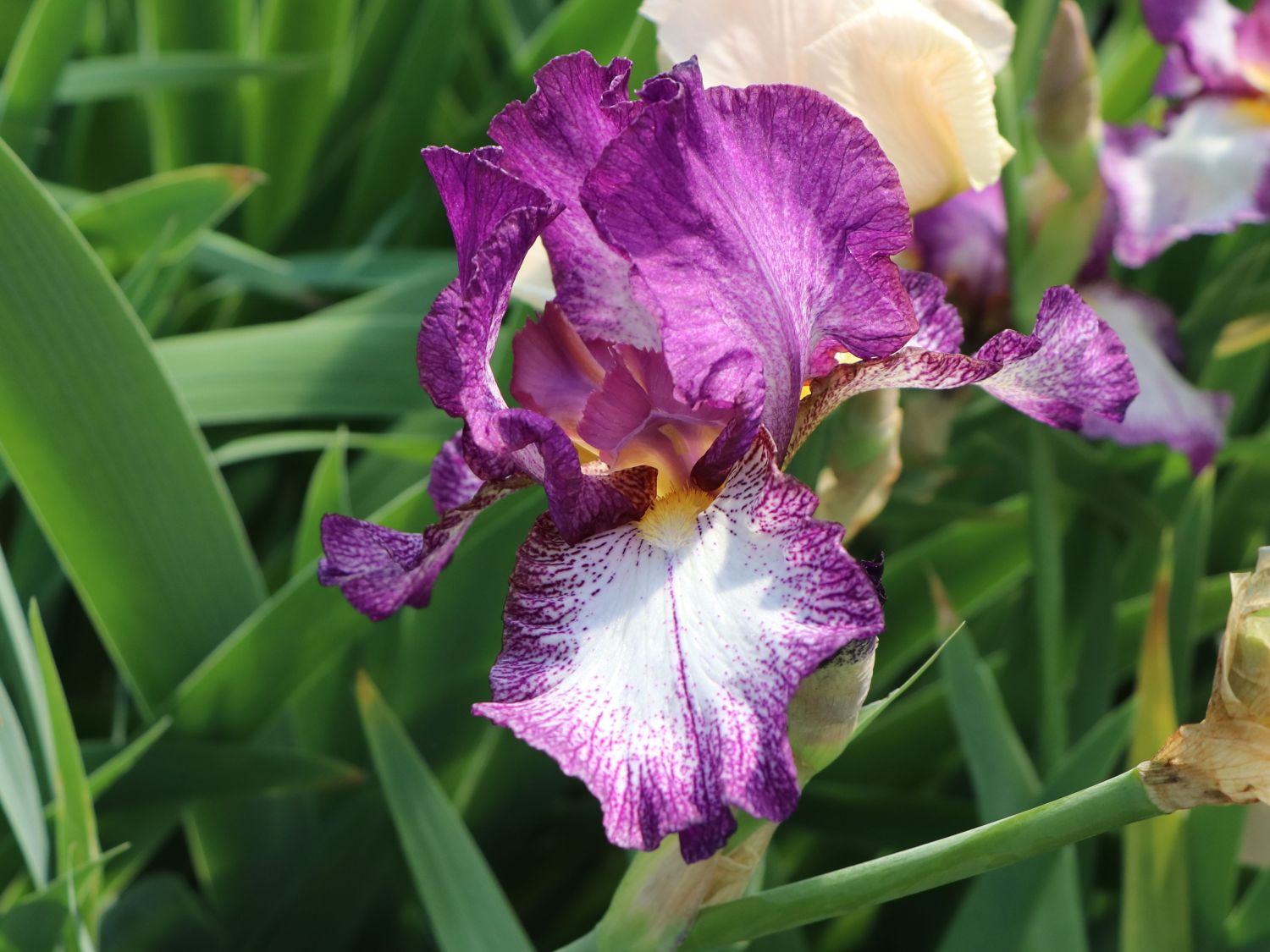 Hohe Schwertlilie 'Autumn Encore' - Iris x barbata-elatior 'Autumn Encore'
