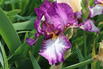Hohe Schwertlilie 'Autumn Encore' - Iris x barbata-elatior 'Autumn Encore'