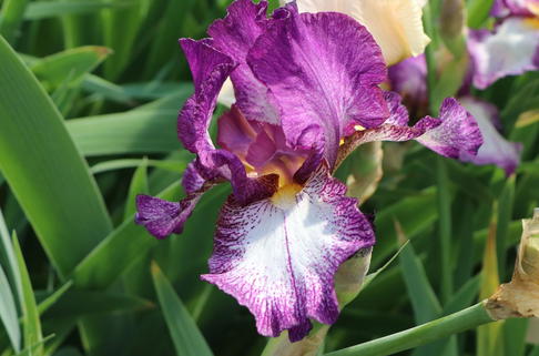 Hohe Schwertlilie 'Autumn Encore' - Iris x barbata-elatior 'Autumn Encore'