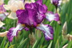 Hohe Schwertlilie 'Autumn Encore' - Iris x barbata-elatior 'Autumn Encore'