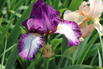 Hohe Schwertlilie 'Autumn Encore' - Iris x barbata-elatior 'Autumn Encore'