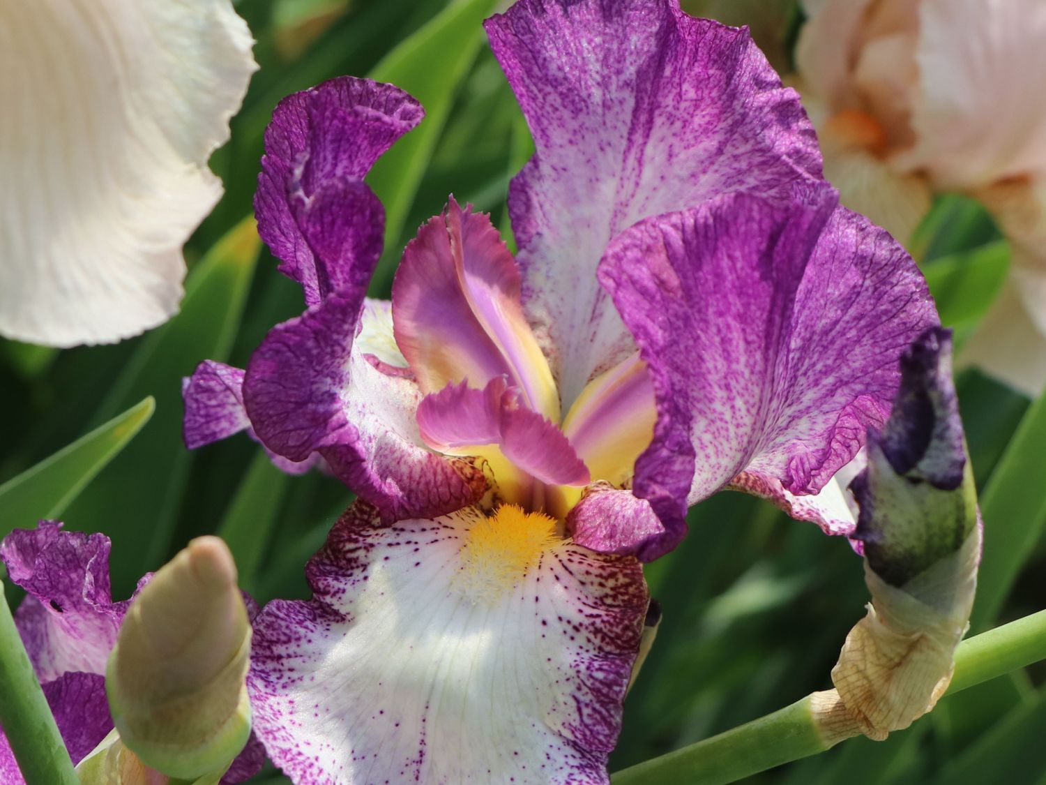 Hohe Schwertlilie 'Autumn Encore' - Iris x barbata-elatior 'Autumn Encore'
