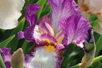 Hohe Schwertlilie 'Autumn Encore' - Iris x barbata-elatior 'Autumn Encore'