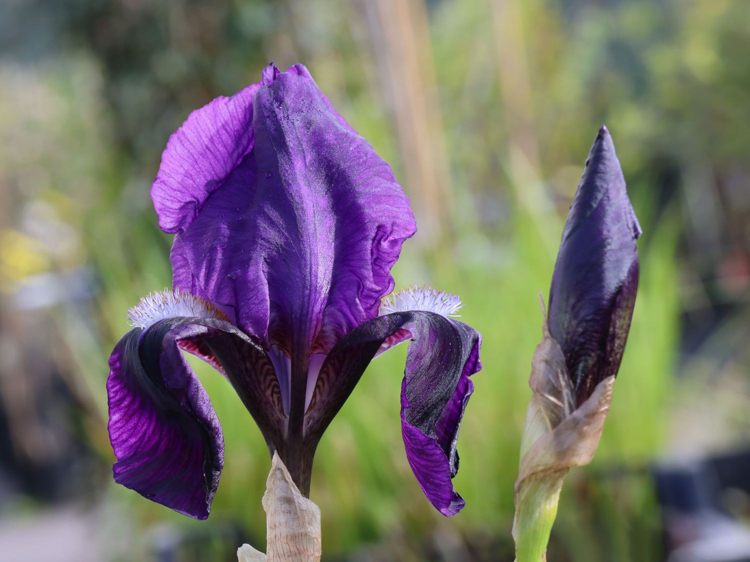 Hohe Schwertlilie 'Black Knight' - Iris x barbata-elatior 'Black Knight'
