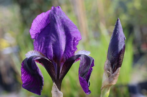 Hohe Schwertlilie 'Black Knight' - Iris x barbata-elatior 'Black Knight'