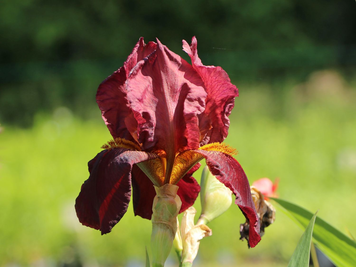 Hohe Schwertlilie 'Caldron'