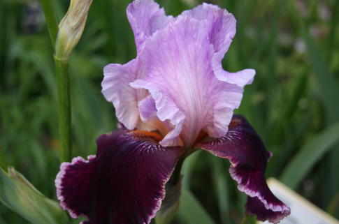 Hohe Schwertlilie 'Changing Times' - Iris x barbata-elatior 'Changing Times'
