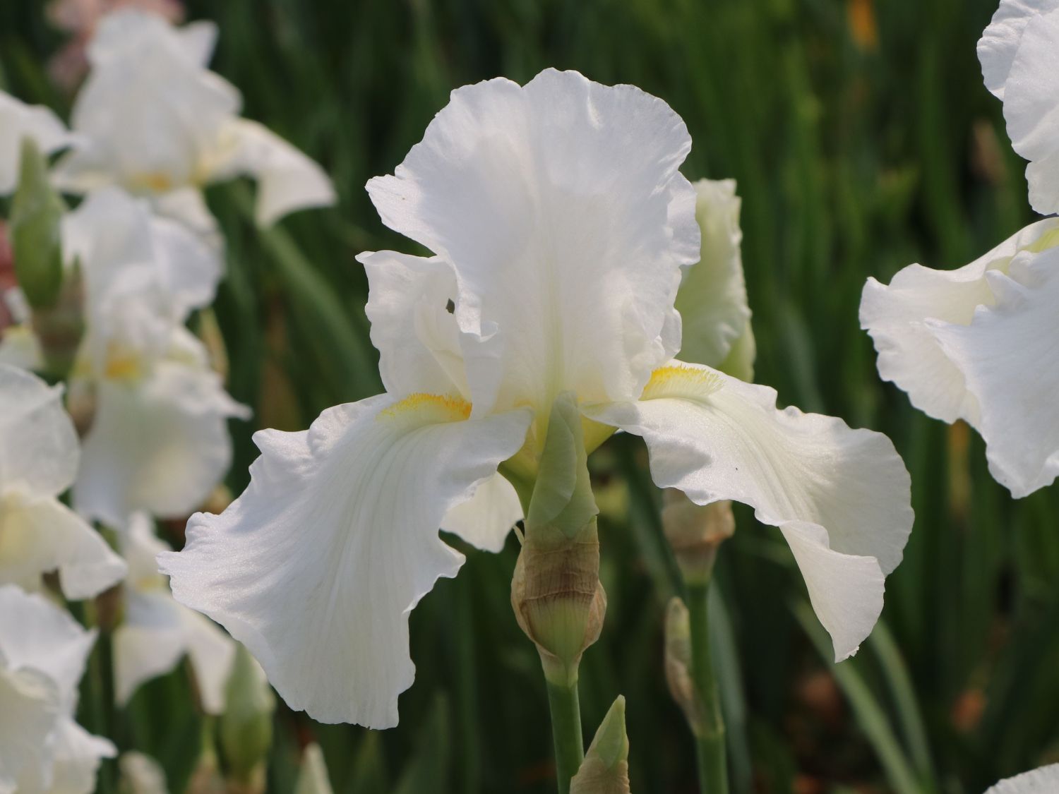 Hohe Schwertlilie 'Cliffs of Dover'