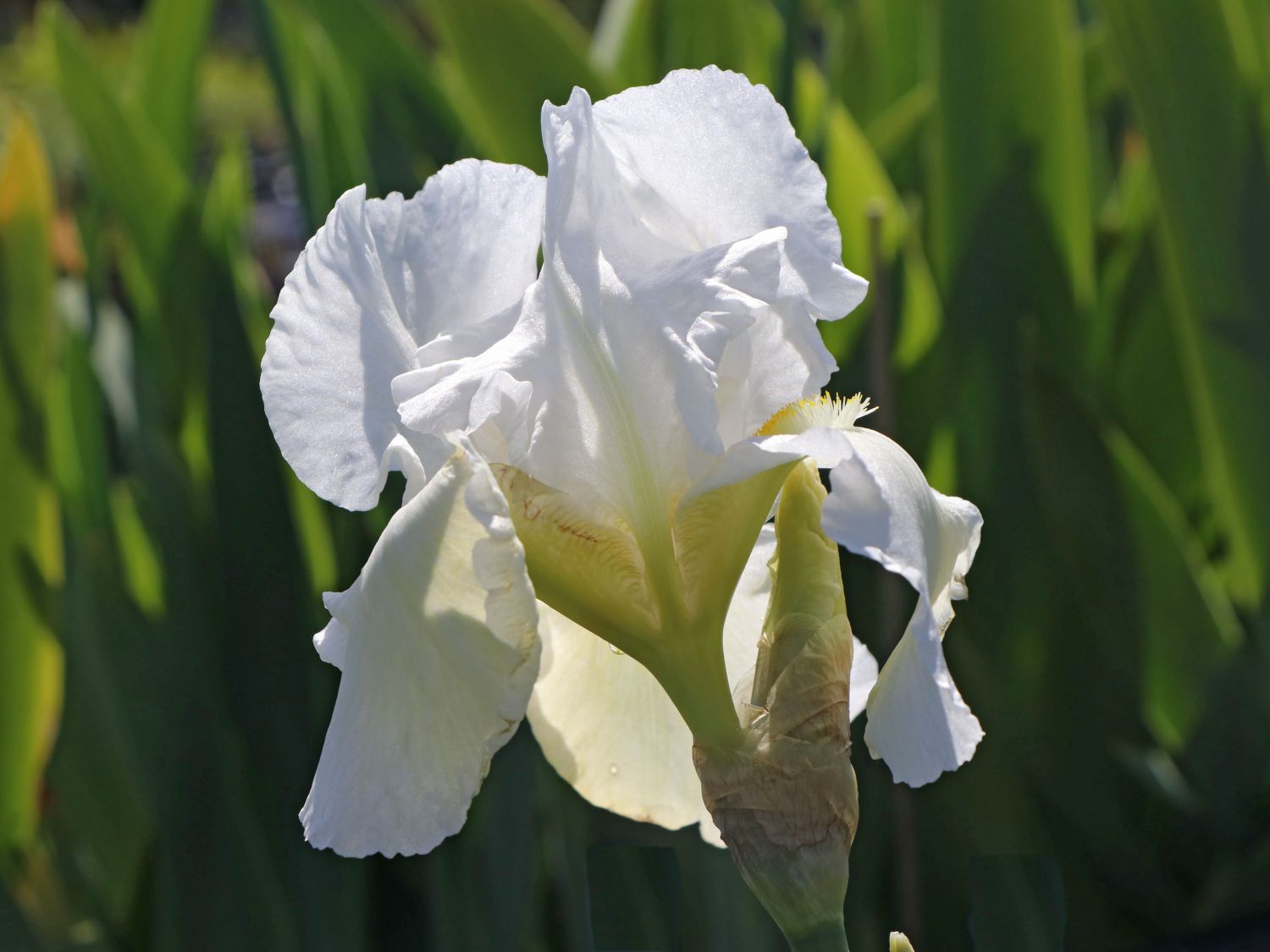 Hohe Schwertlilie 'Cup Race'