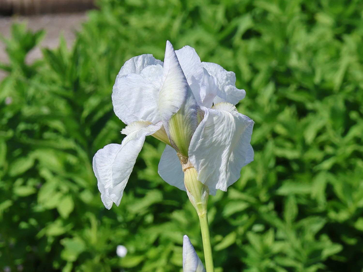 Hohe Schwertlilie 'Glacier'