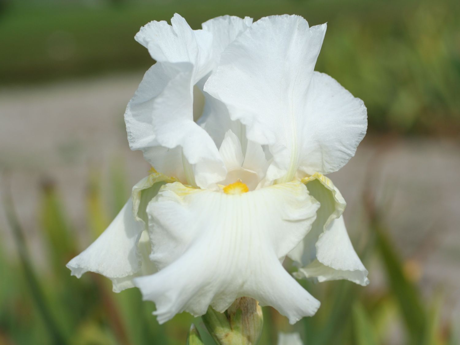 Hohe Schwertlilie 'Glowing Seraphin'