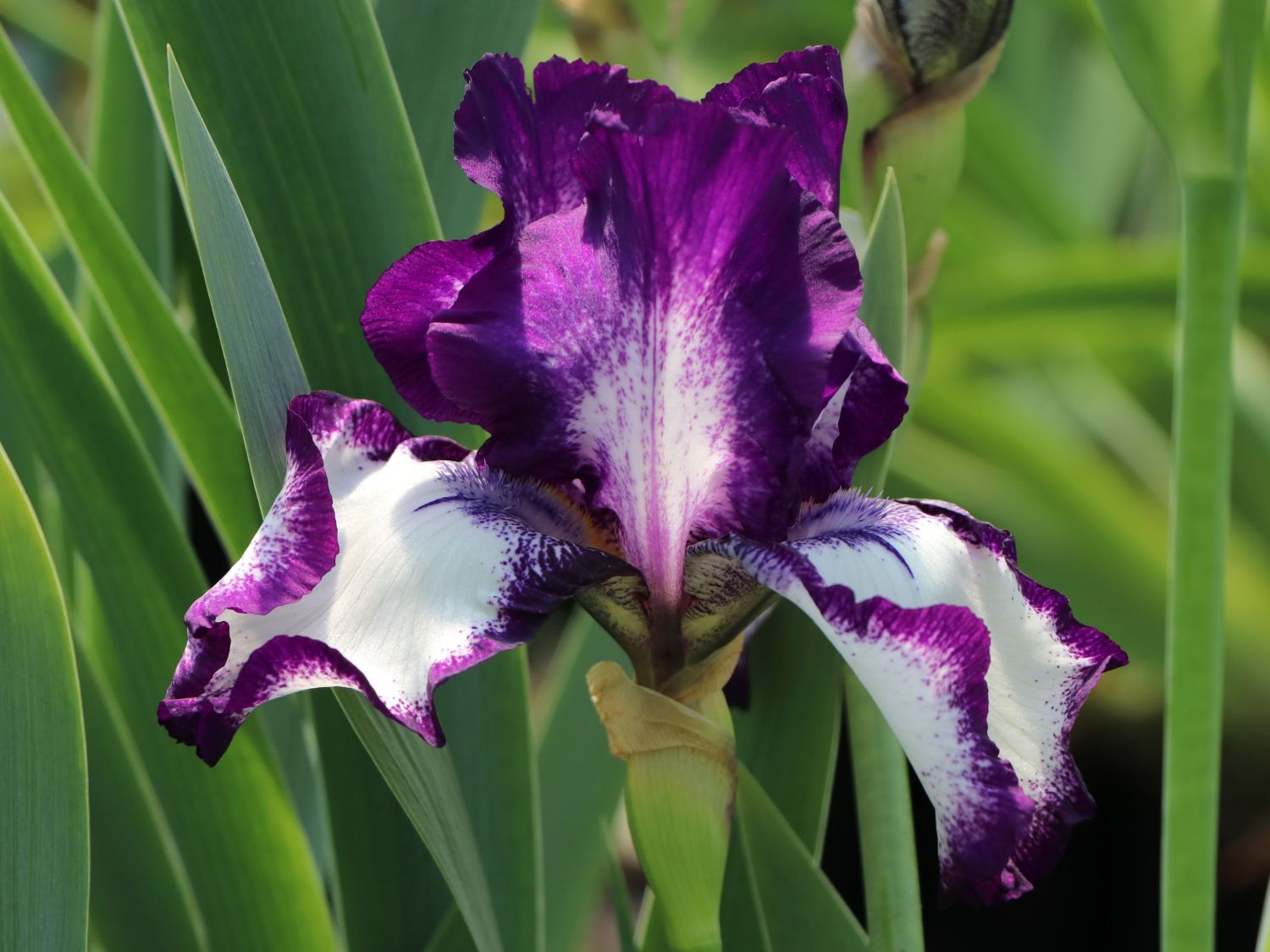Hohe Bart-Iris 'Going My Way'