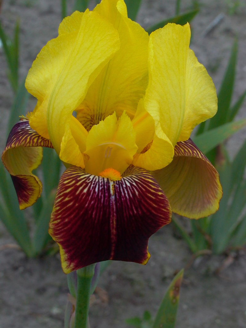 Hohe Bart-Iris 'Grand Chef'