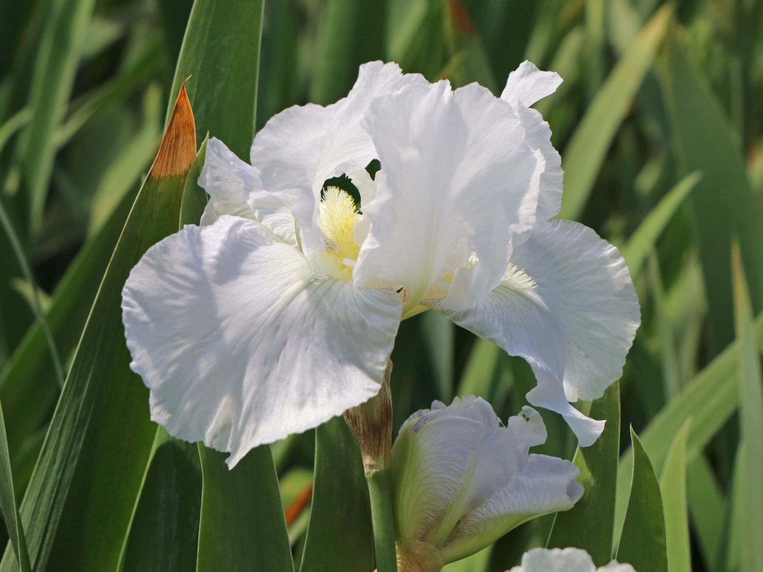 Hohe Schwertlilie 'Immortality' - Iris x barbata-elatior 'Immortality'