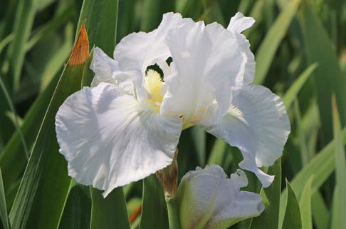 Hohe Schwertlilie 'Immortality' - Iris x barbata-elatior 'Immortality'