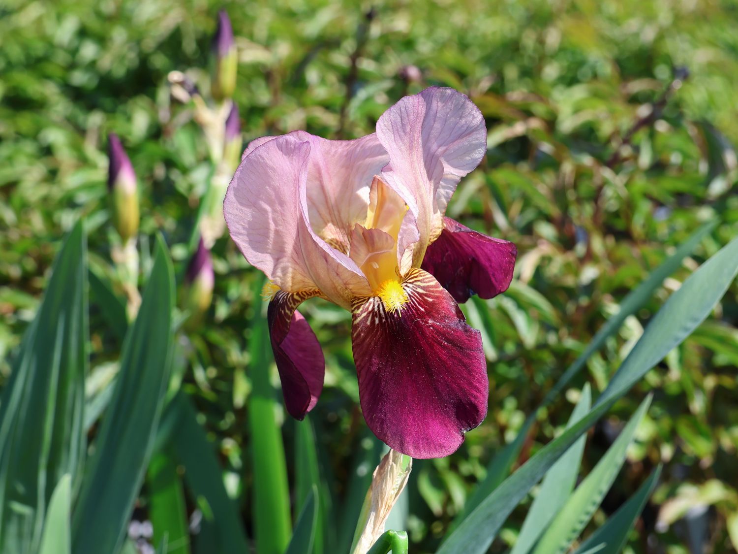 Hohe Schwertlilie 'Indian Chief'