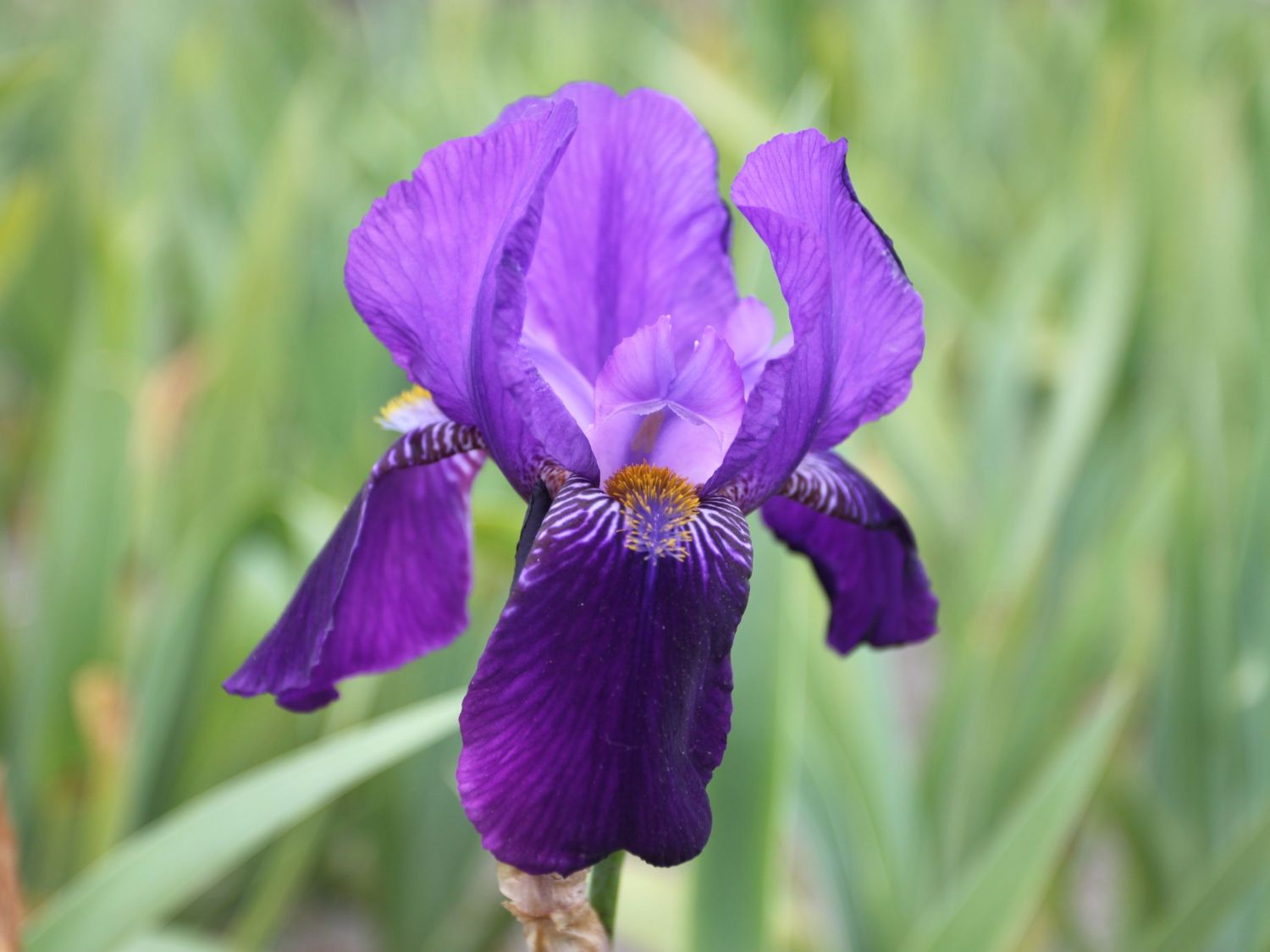 Hohe Schwertlilie 'Joanna'