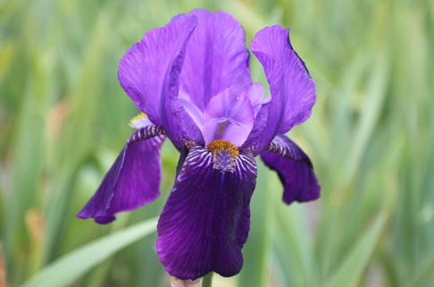 Hohe Schwertlilie 'Joanna' - Iris x barbata-elatior 'Joanna'