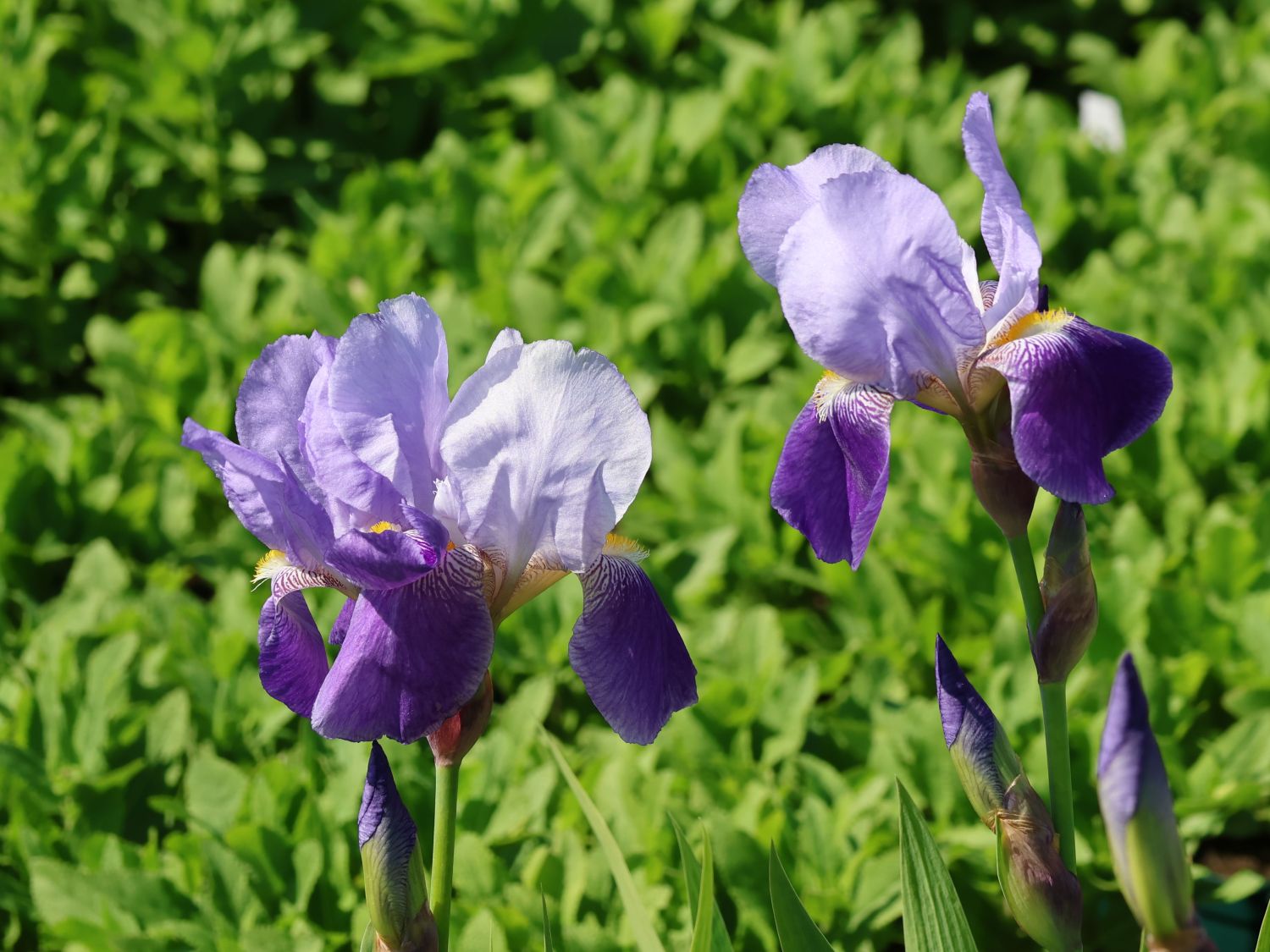 Hohe Schwertlilie 'Lent A. Williamson'