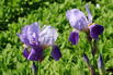 Hohe Schwertlilie 'Lent A. Williamson' - Iris x barbata-elatior 'Lent A. Williamson'