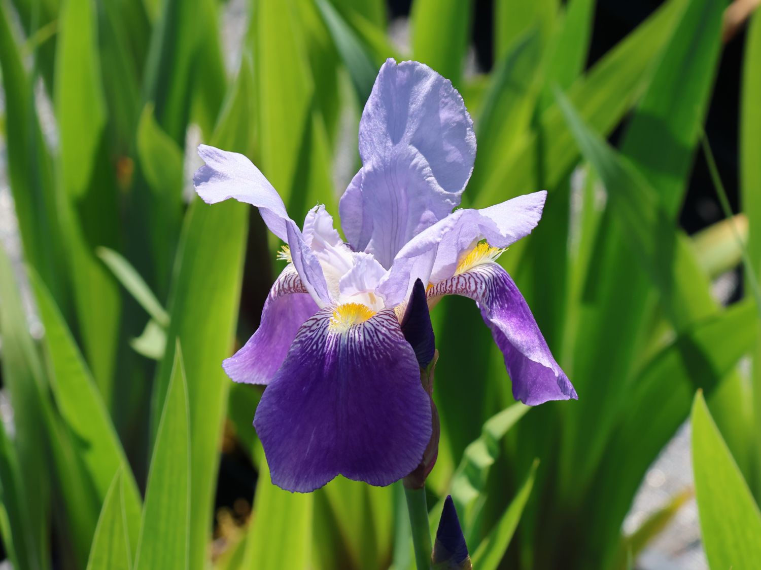 Hohe Schwertlilie 'Lent A. Williamson' - Iris x barbata-elatior 'Lent A. Williamson'