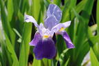 Hohe Schwertlilie 'Lent A. Williamson' - Iris x barbata-elatior 'Lent A. Williamson'