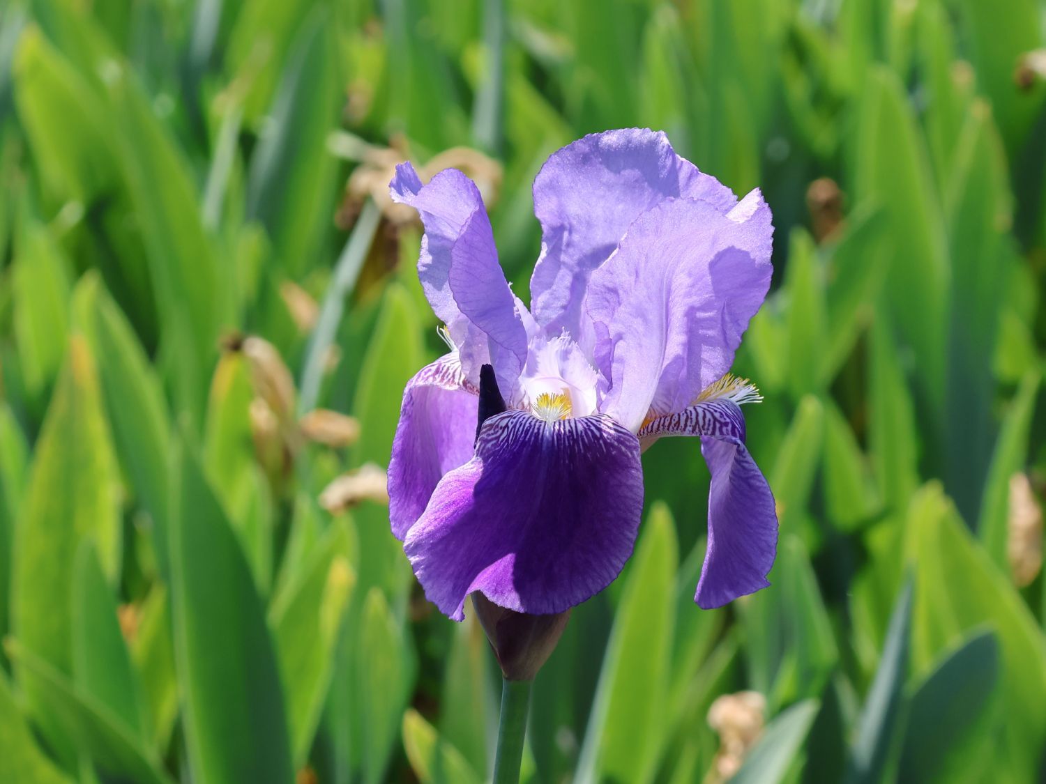 Hohe Schwertlilie 'Lent A. Williamson' - Iris x barbata-elatior 'Lent A. Williamson'