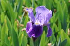 Hohe Schwertlilie 'Lent A. Williamson' - Iris x barbata-elatior 'Lent A. Williamson'