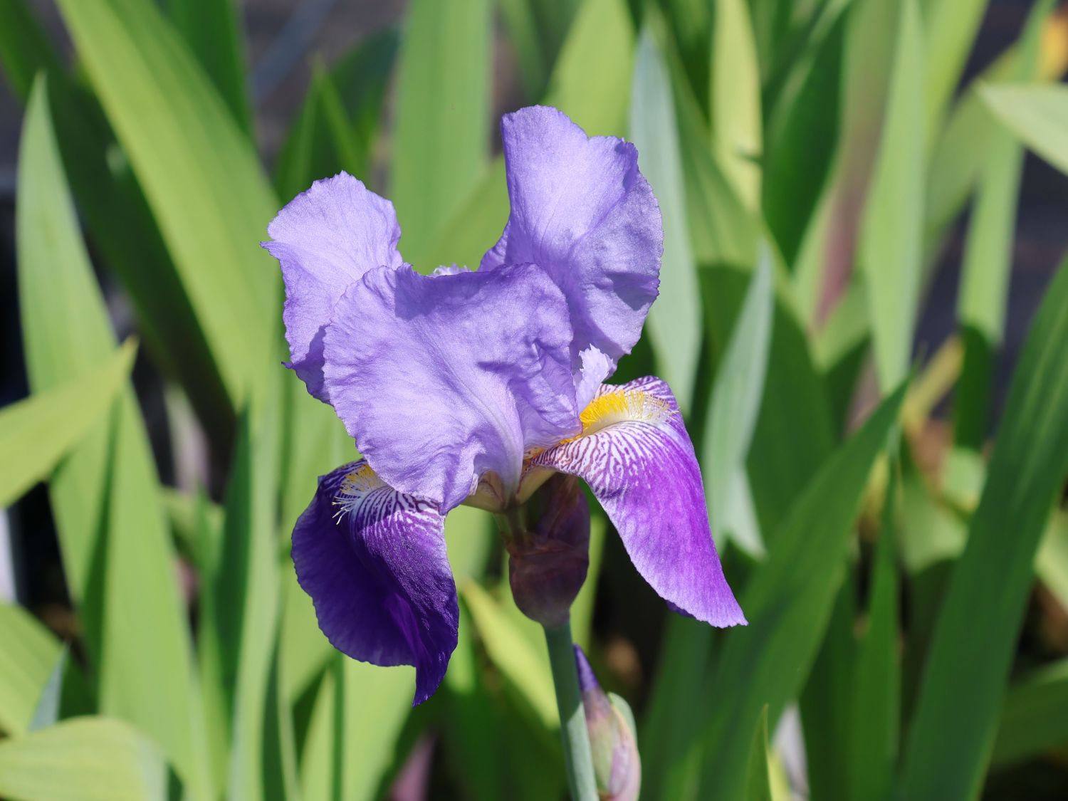 Hohe Schwertlilie 'Lent A. Williamson' - Iris x barbata-elatior 'Lent A. Williamson'
