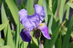 Hohe Schwertlilie 'Lent A. Williamson' - Iris x barbata-elatior 'Lent A. Williamson'
