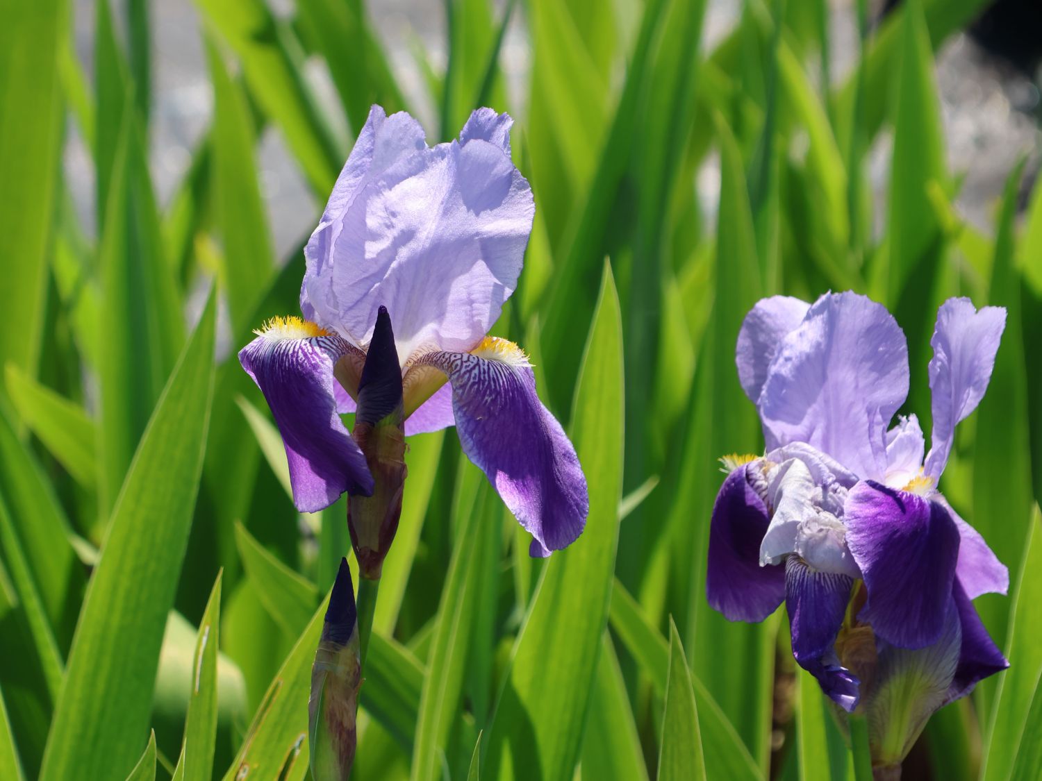 Hohe Schwertlilie 'Lent A. Williamson' - Iris x barbata-elatior 'Lent A. Williamson'