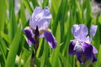 Hohe Schwertlilie 'Lent A. Williamson' - Iris x barbata-elatior 'Lent A. Williamson'