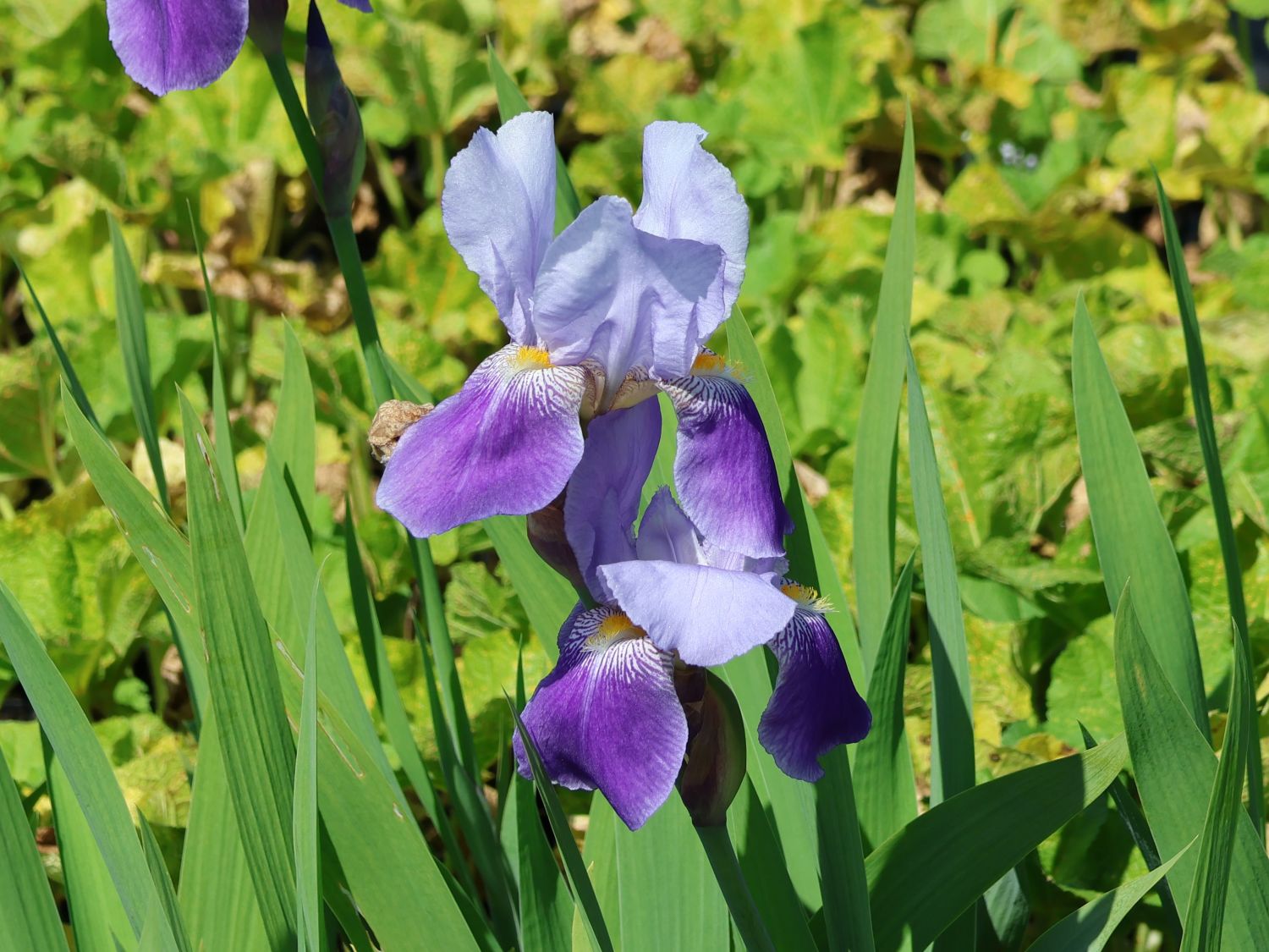 Hohe Schwertlilie 'Lent A. Williamson' - Iris x barbata-elatior 'Lent A. Williamson'