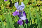 Hohe Schwertlilie 'Lent A. Williamson' - Iris x barbata-elatior 'Lent A. Williamson'