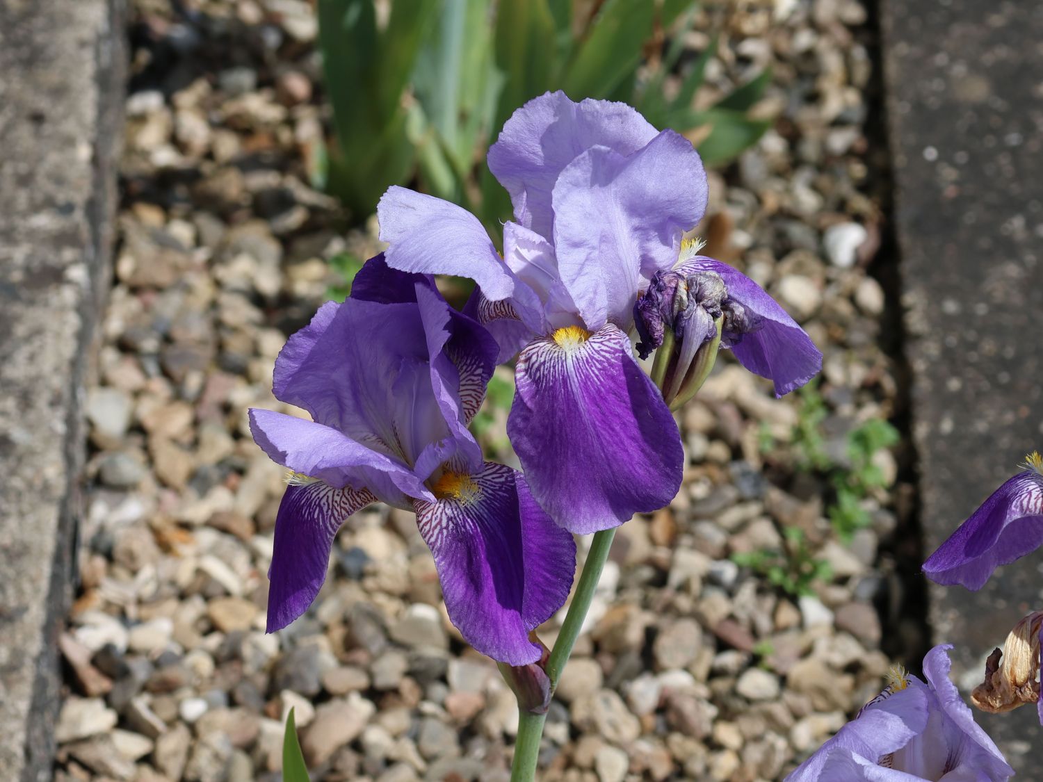 Hohe Schwertlilie 'Lent A. Williamson' - Iris x barbata-elatior 'Lent A. Williamson'