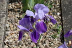 Hohe Schwertlilie 'Lent A. Williamson' - Iris x barbata-elatior 'Lent A. Williamson'