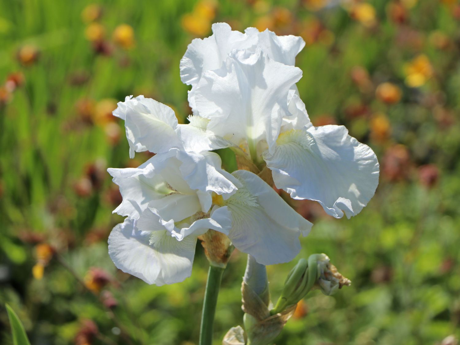 Hohe Schwertlilie 'Lugano'